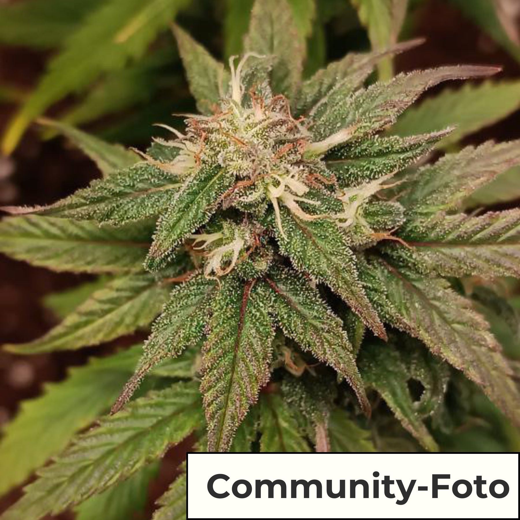 Painkiller CBD Auto Hanfsamen von BudVoyage (schmerzlindernd, CBD/THC 1:1)