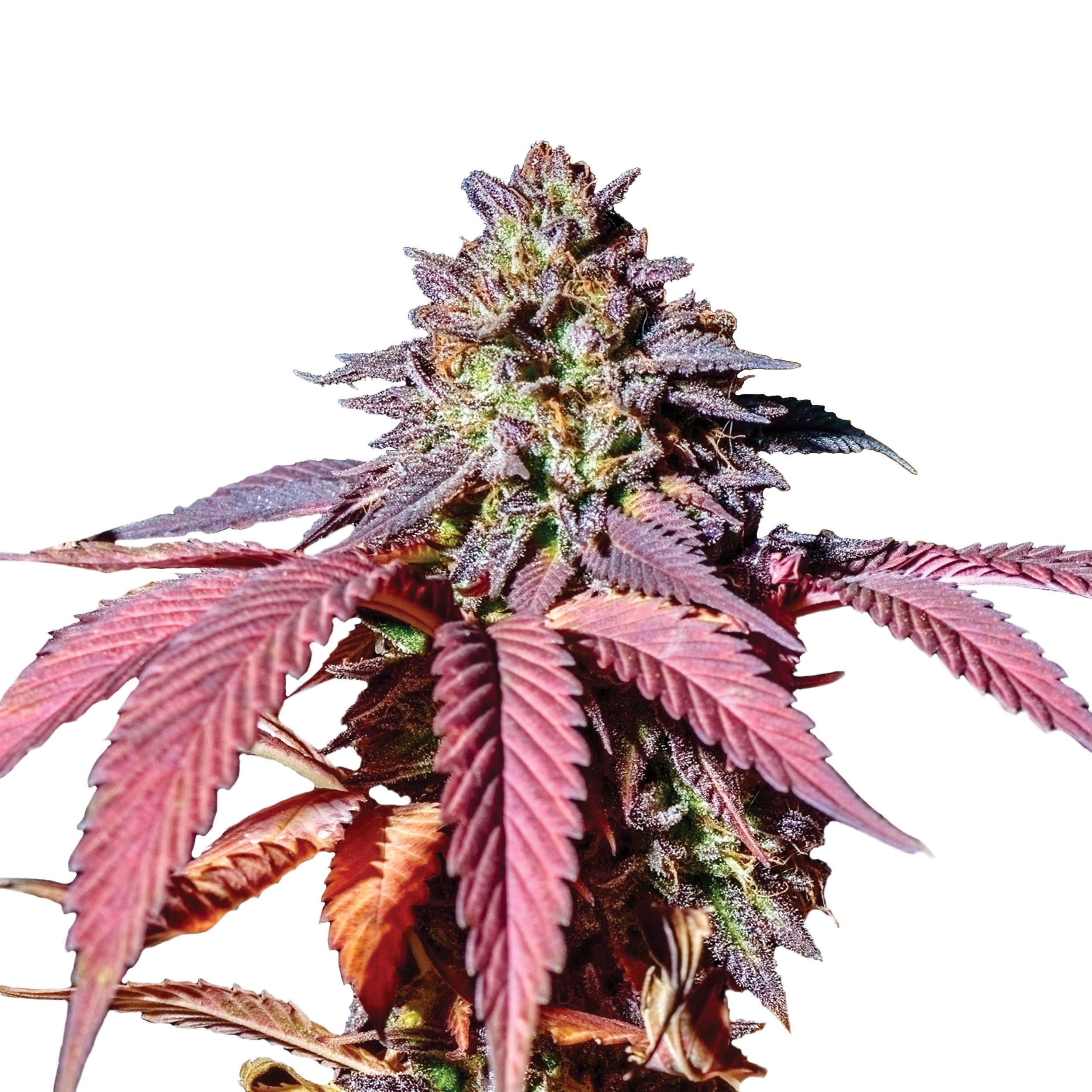 Hanfsamen Purple Haze Fem (euphorisch, happy, relaxed)