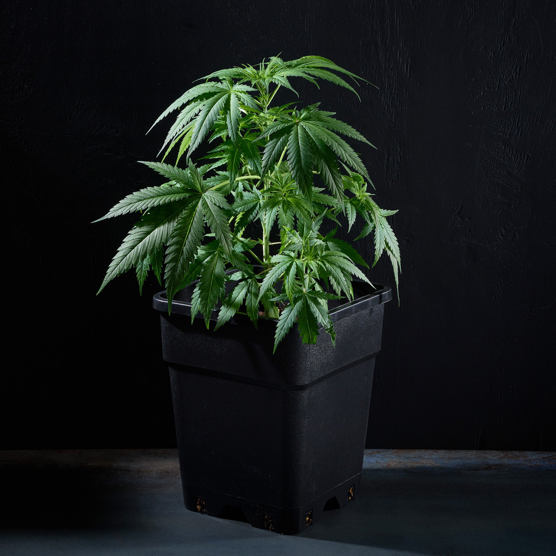 Sämling Gelato Auto - ready-to-bloom (Sativa, belebend, fröhlich)