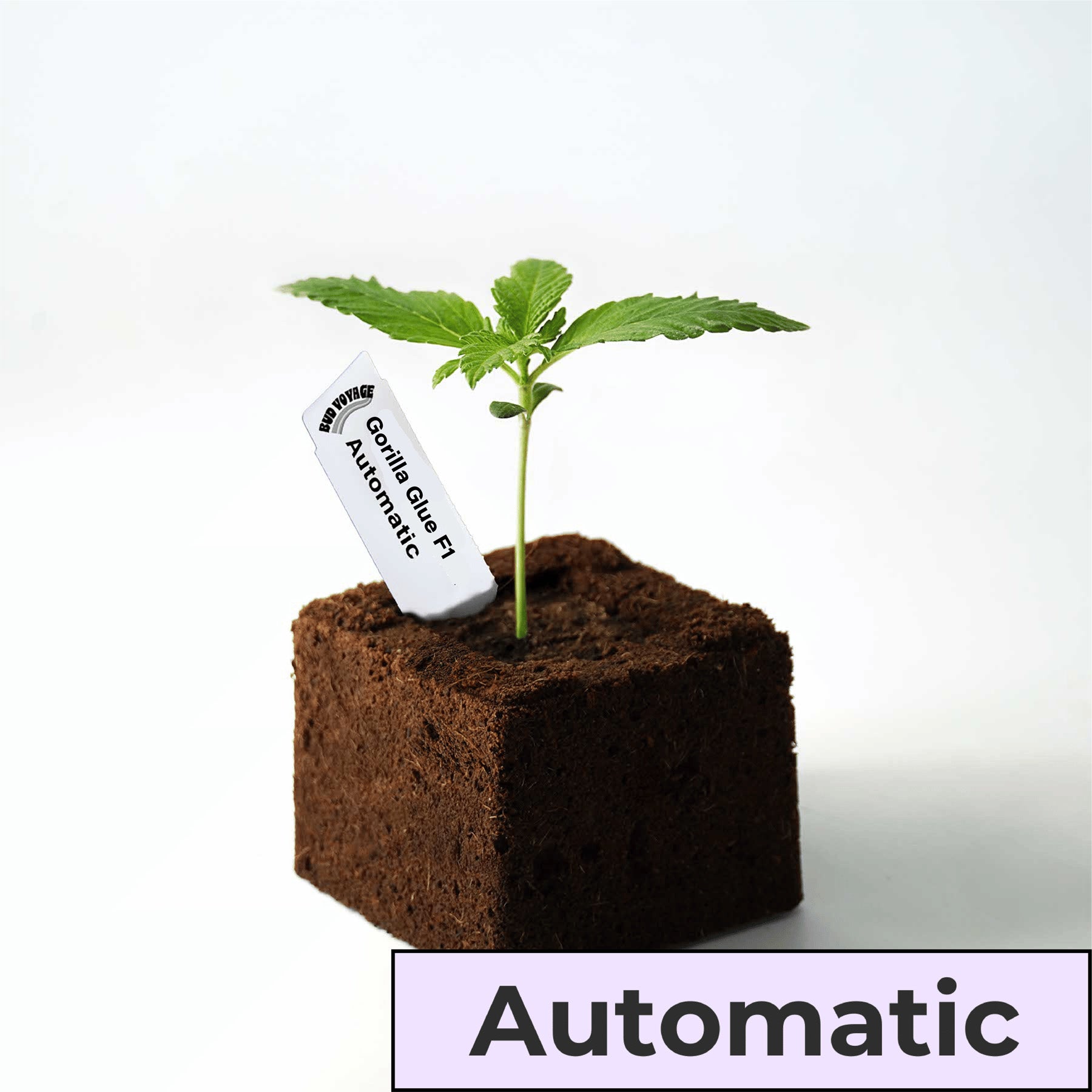 Sämling Gorilla Glue F1 Auto (gesellig, euphorisch, würzig)