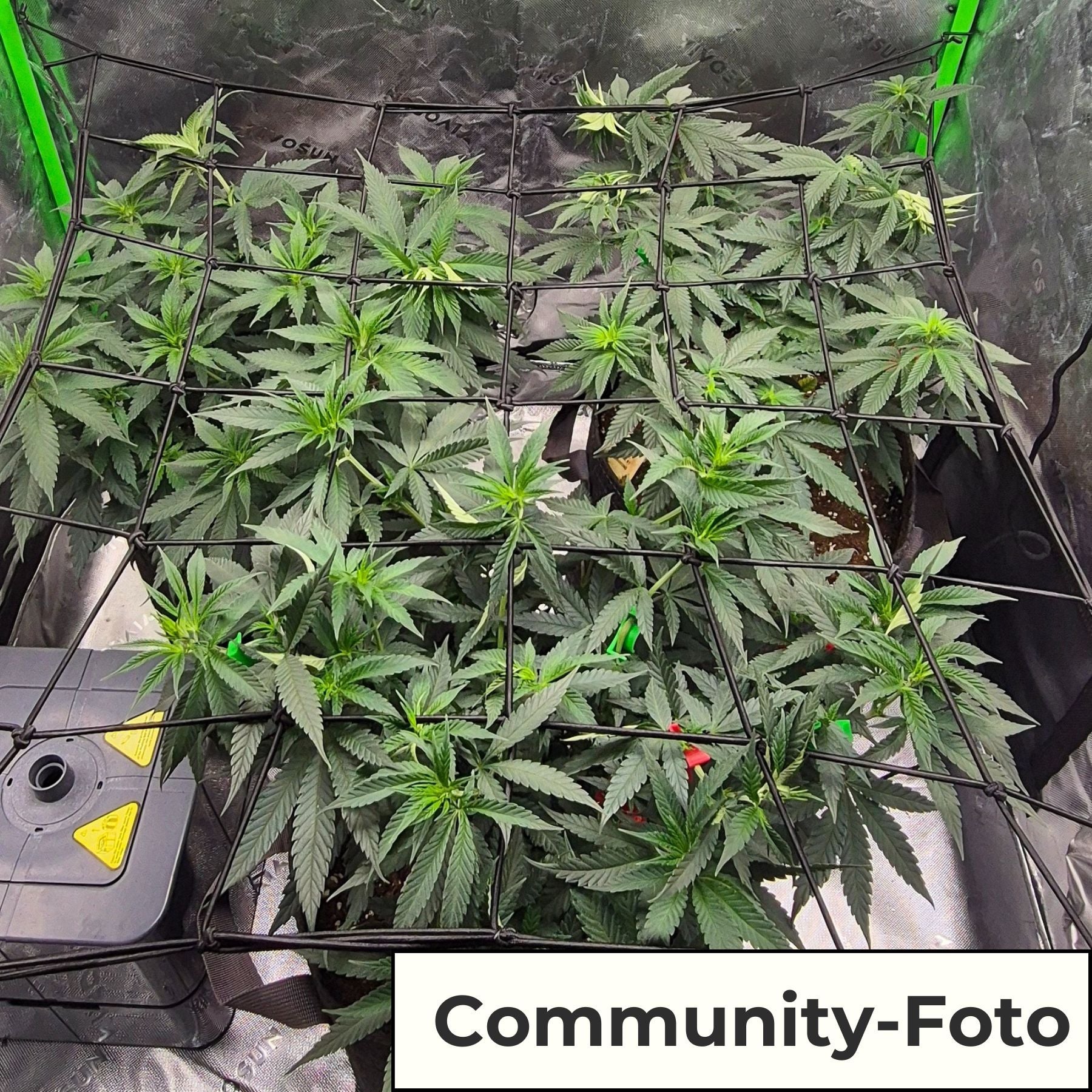 Hanfsamen BudVoyage Leichtigkeit Fem (Pflegeleicht, erhebendes High, entspannend) - POS ONLY