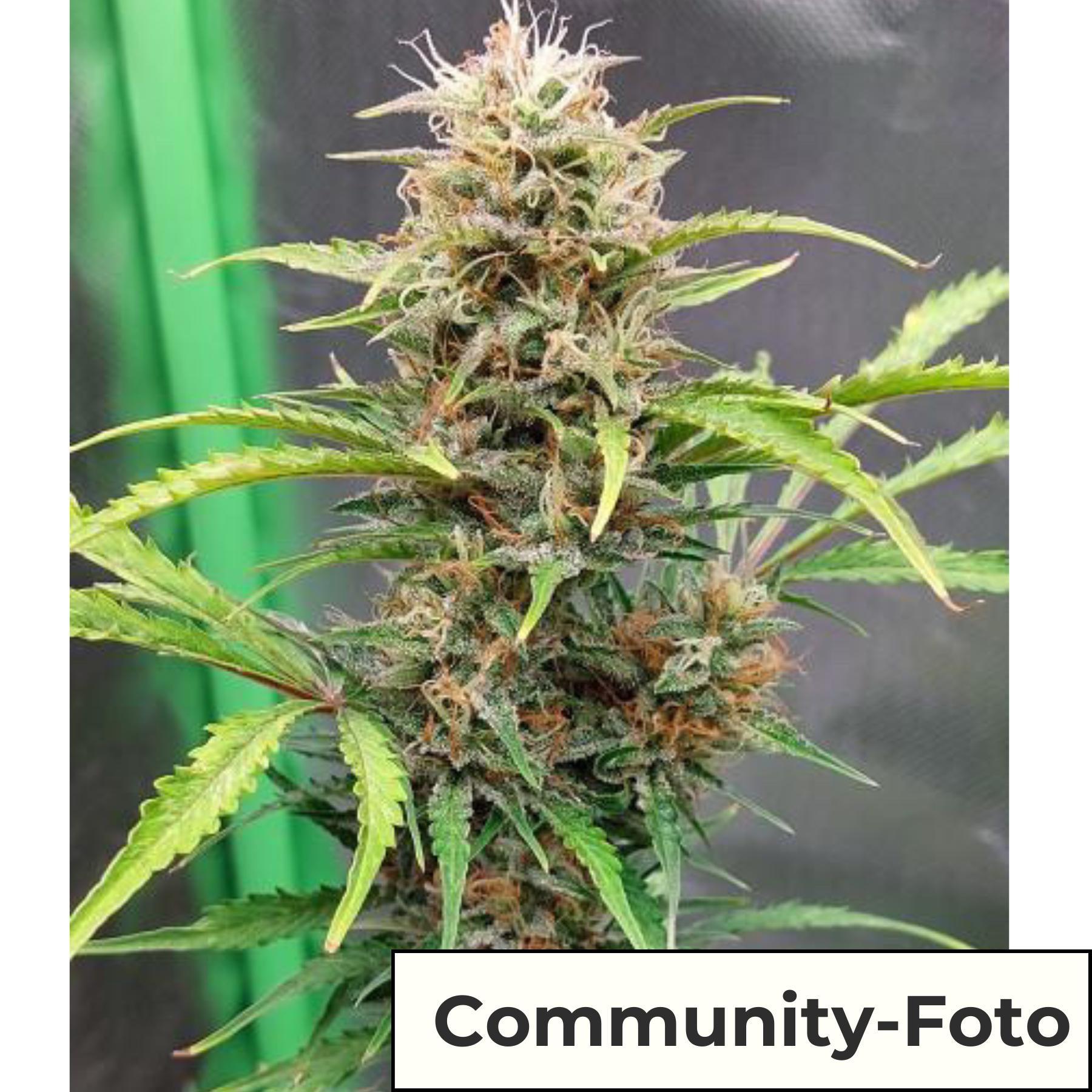 Hanfsamen BudVoyage Strawberry Smile Auto (Erheiternd, klar, kreativ)