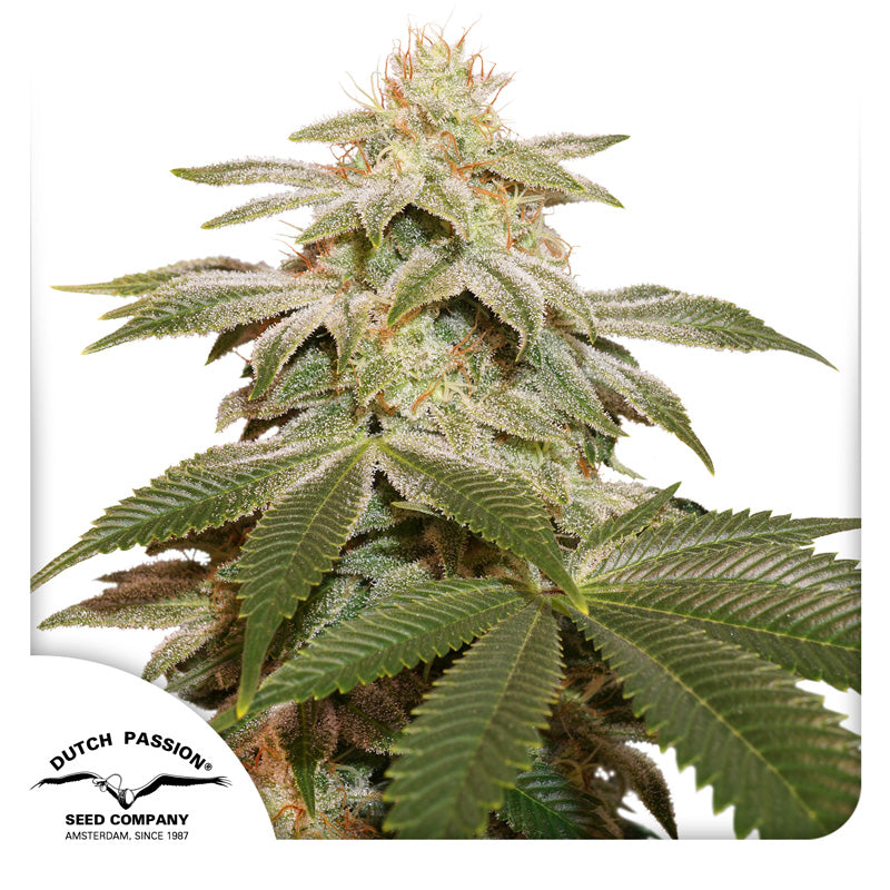 Hanfsamen DP Sugar Bomb Punch Fem (euphorisch, fruchtig, entspannend)