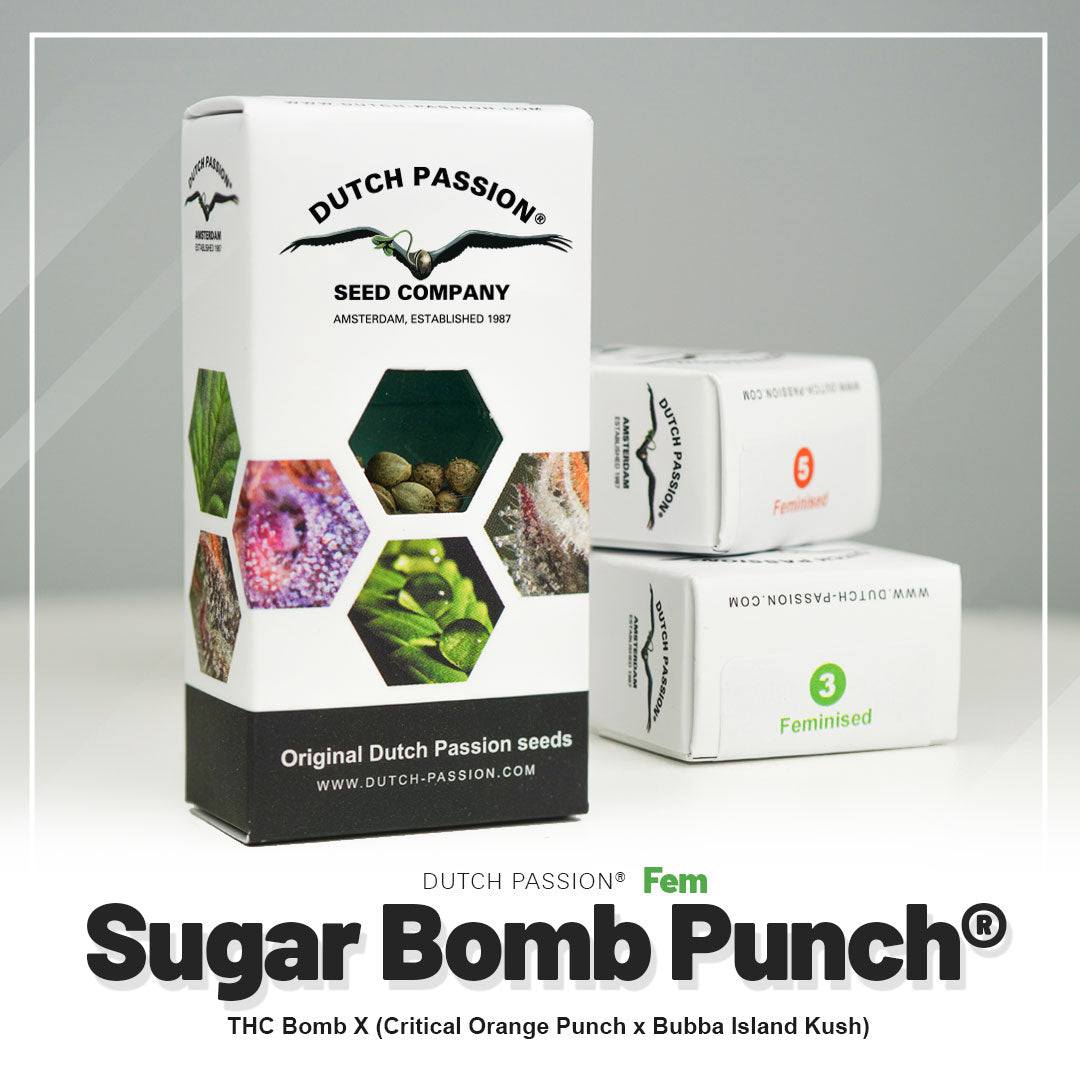 Hanfsamen DP Sugar Bomb Punch Fem (euphorisch, fruchtig, entspannend)
