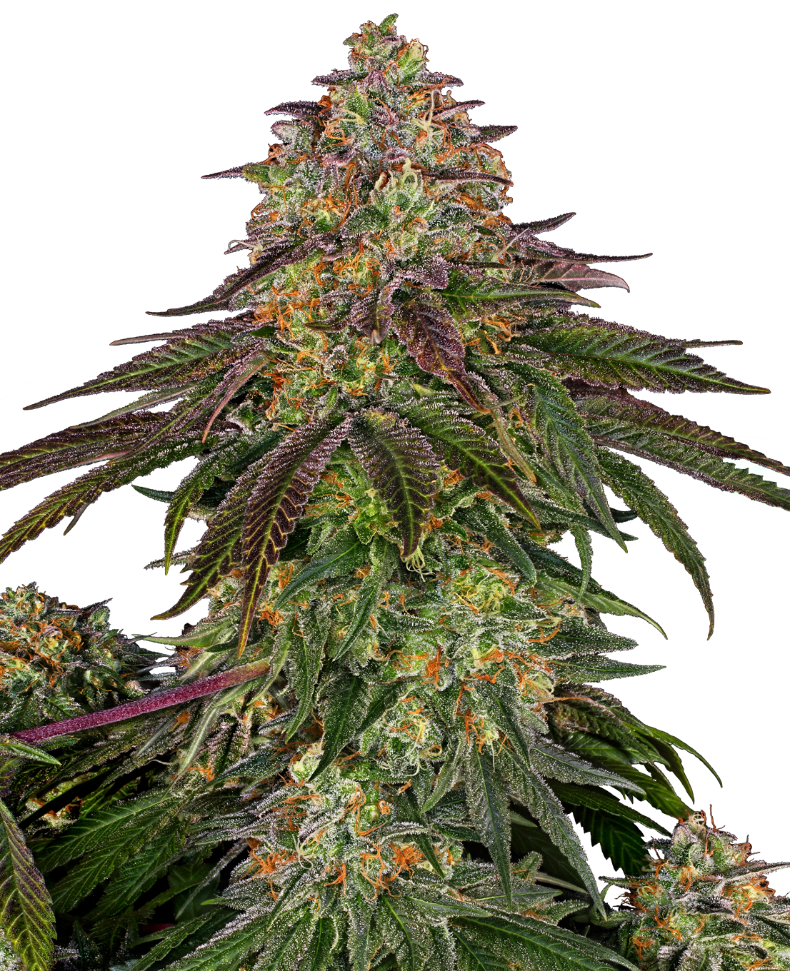 Hanfsamen Sensi Sweet Cherry Kush Feminized (ausbalanciert, kreativ, sehr fruchtig)