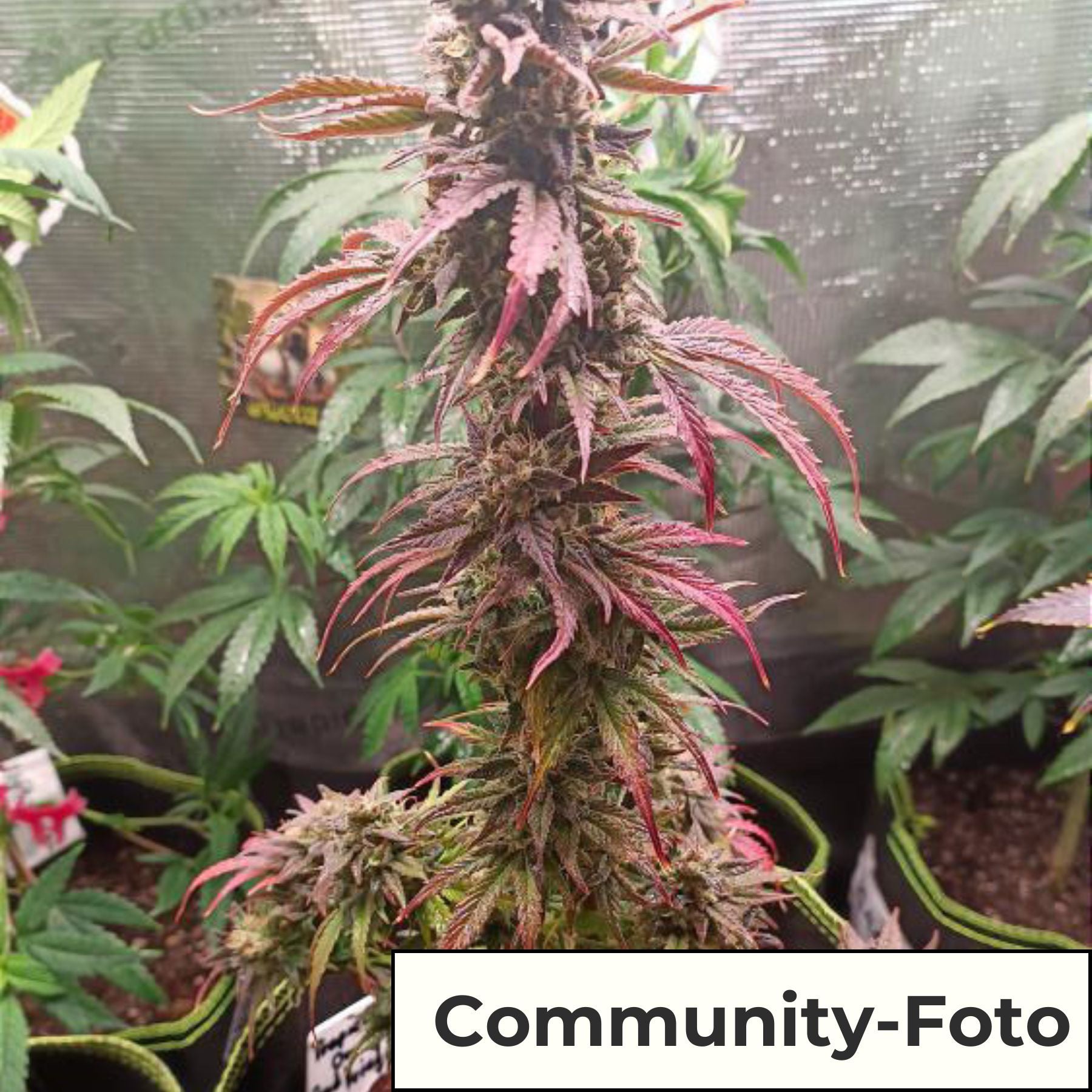 Hanfsamen BudVoyage Tropical Orange Auto (Aufmunternd, motivierend)