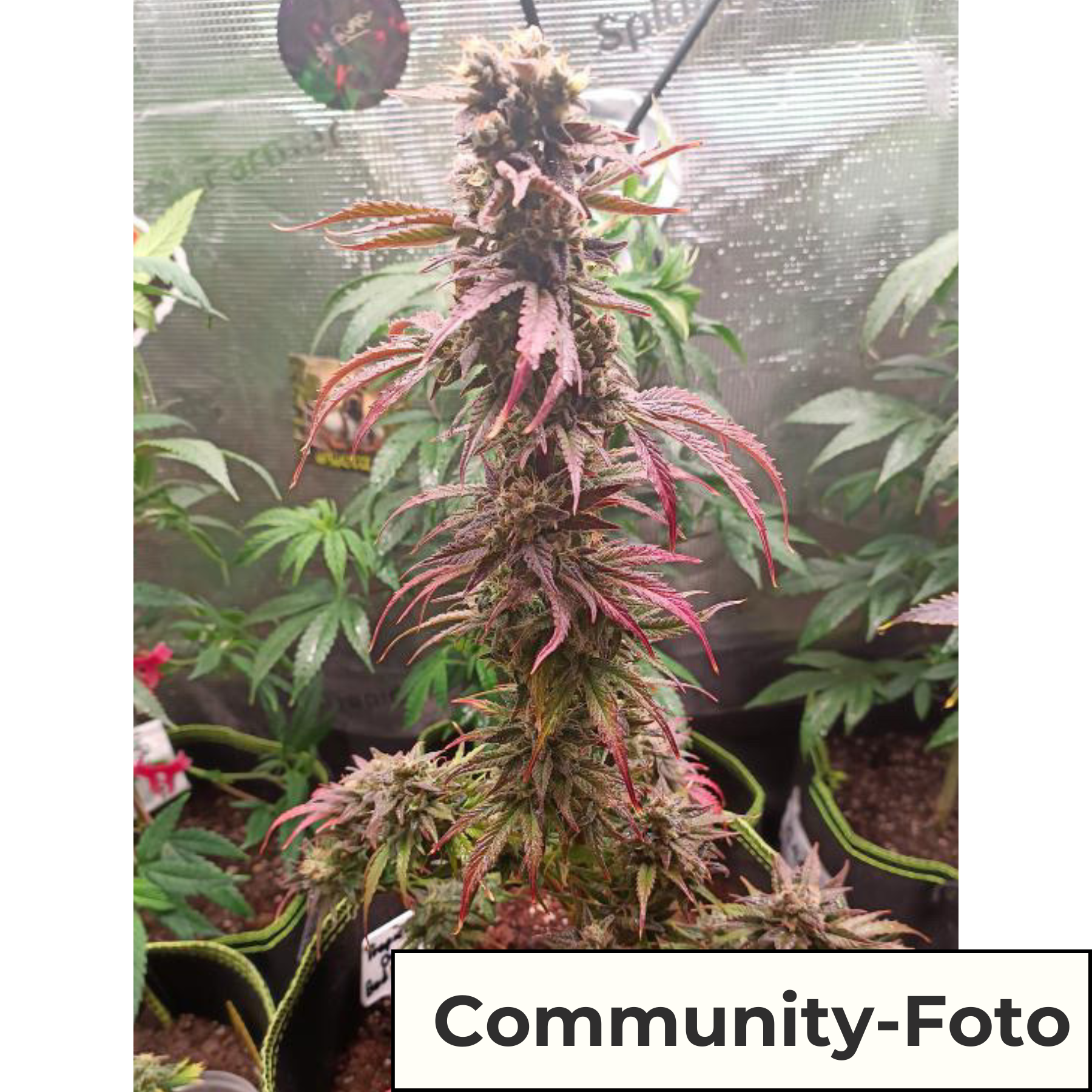 Hanfsamen BudVoyage Tropical Orange Auto (Aufmunternd, motivierend)