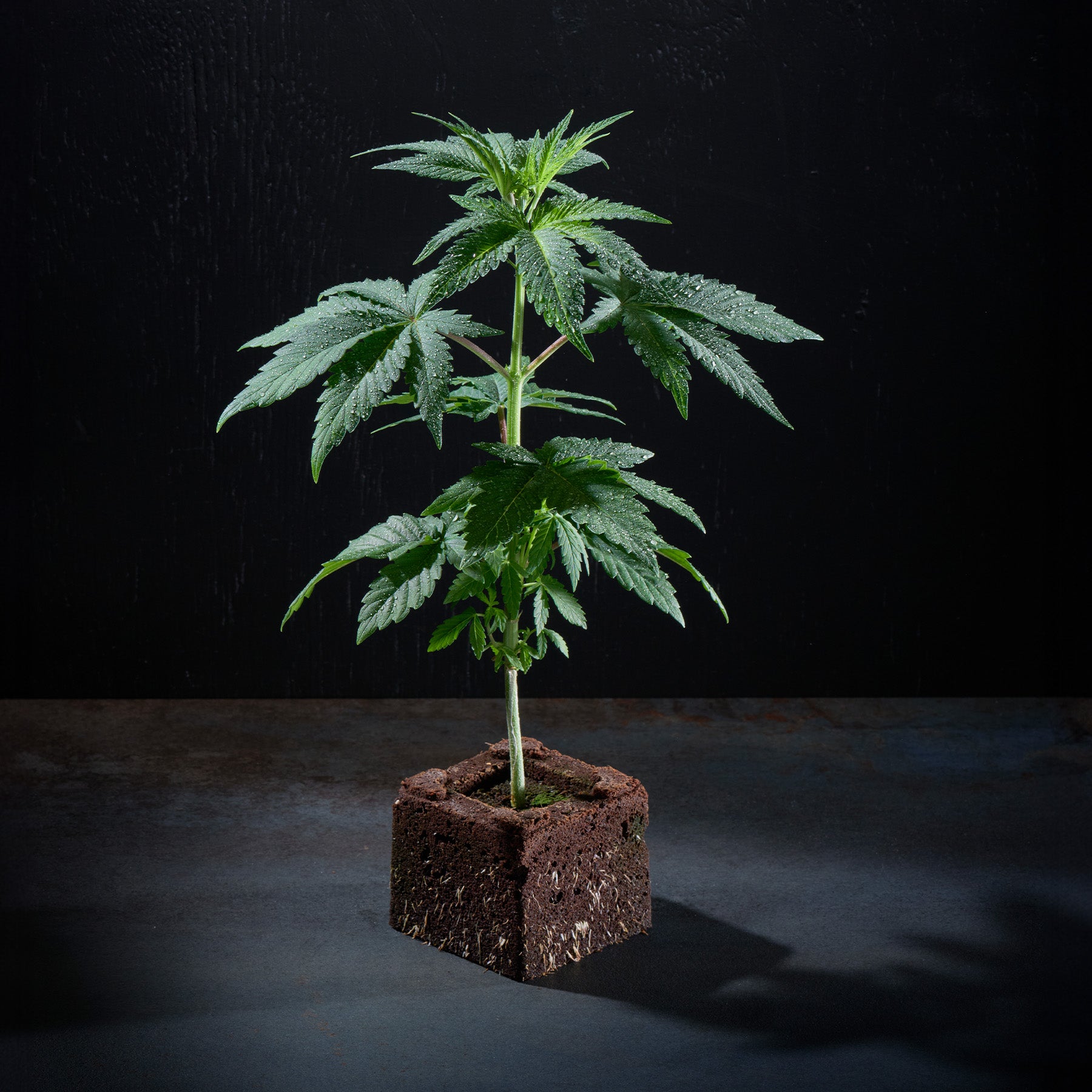 Sämling Super Skunk Auto - ready-to-bloom (Allrounder für Anfänger, mediz. Sorte)