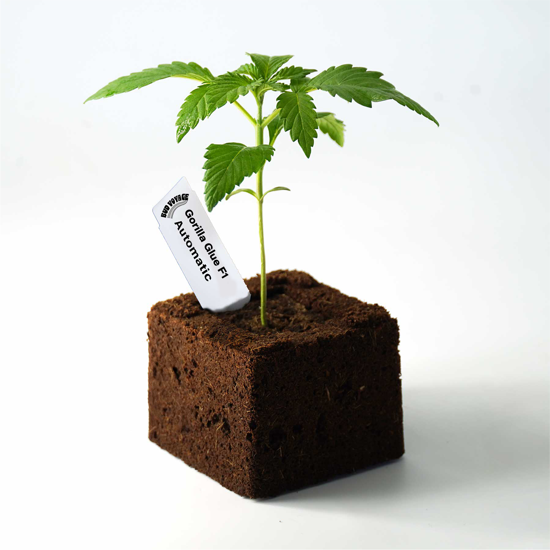 Sämling Gorilla Glue F1 Auto (gesellig, euphorisch, würzig)