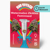 Hanfsamen BudVoyage Watermelon Zkittlez Fem (kreativ, fröhlich, entspannend)