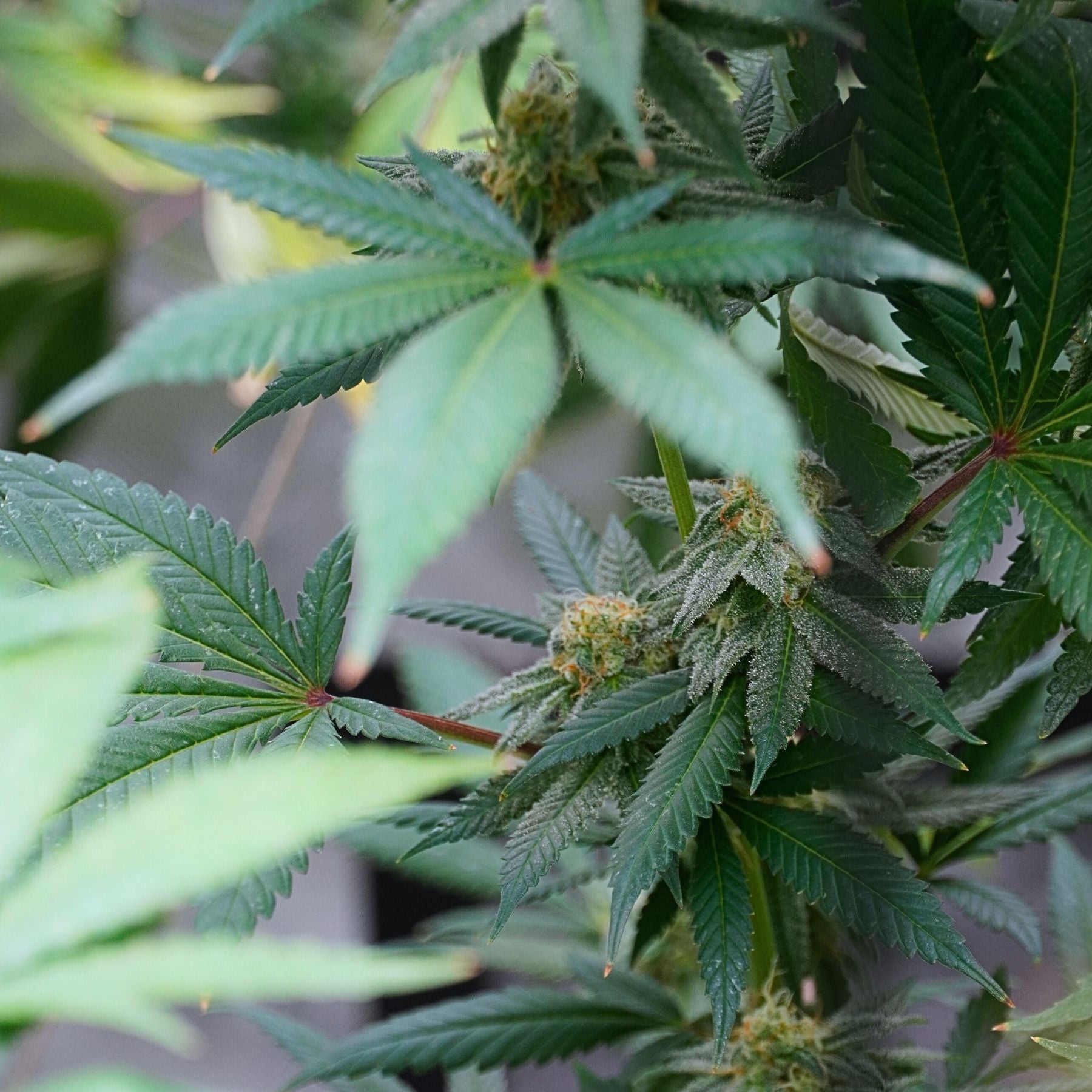 Candy Fumez X GAK Smoothie Fem PREMIUM US Hanfsamen BudVoyage (fruchtig, entspannend, euphorisch)