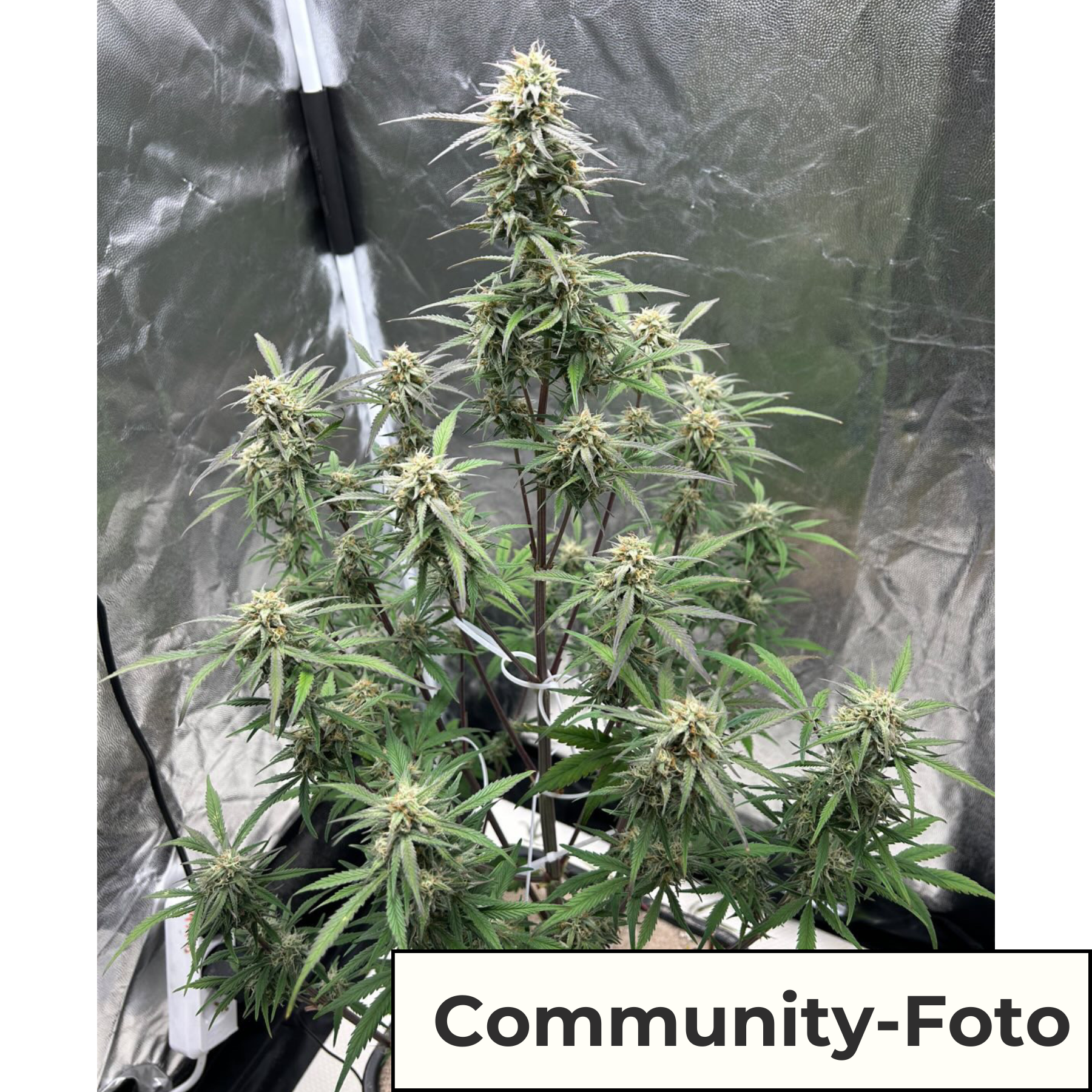 Hanfsamen BudVoyage White Widow Auto (Klassiker, kreativ, kräftig)