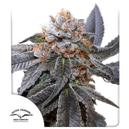 Hanfsamen DP Blue Zushi Fem (euphorisch, entspannend, fruchtig)