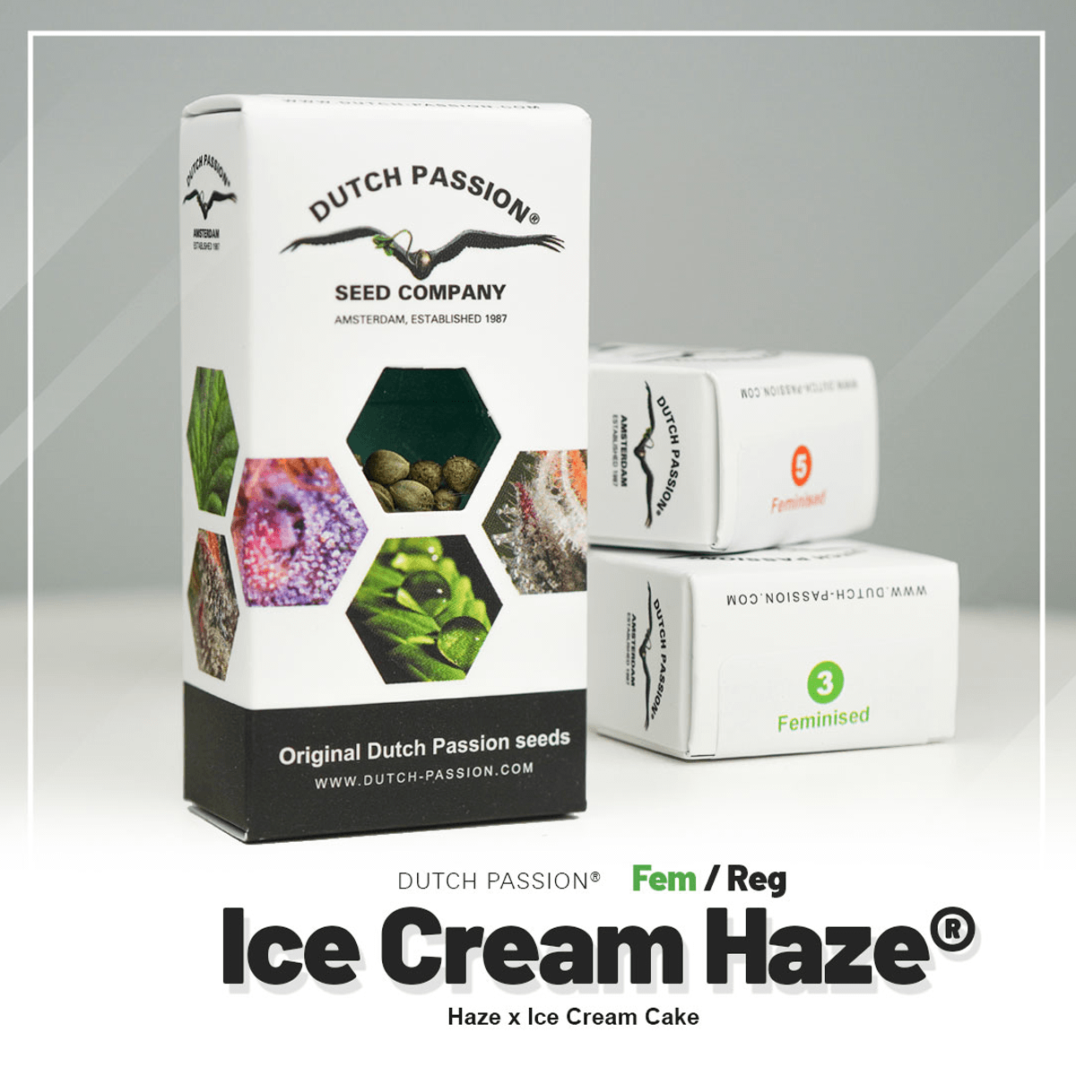Hanfsamen DP Ice Cream Haze Fem (euphorisch, kreativ, fruchtig)