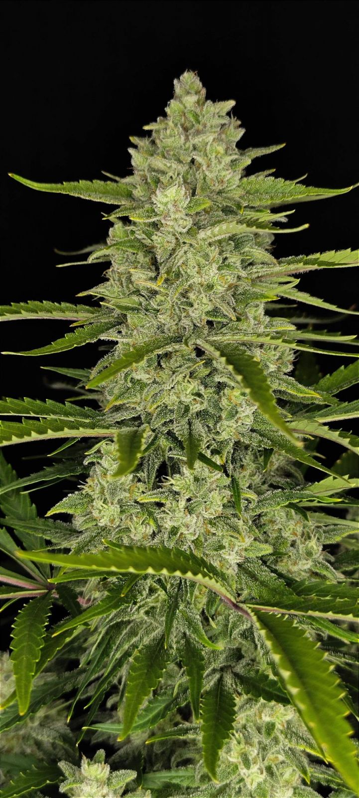 Nahaufnahme einer Cannabispflanze mit leuchtend grünen Blättern, dichten Blütenständen und violetten Stielen
