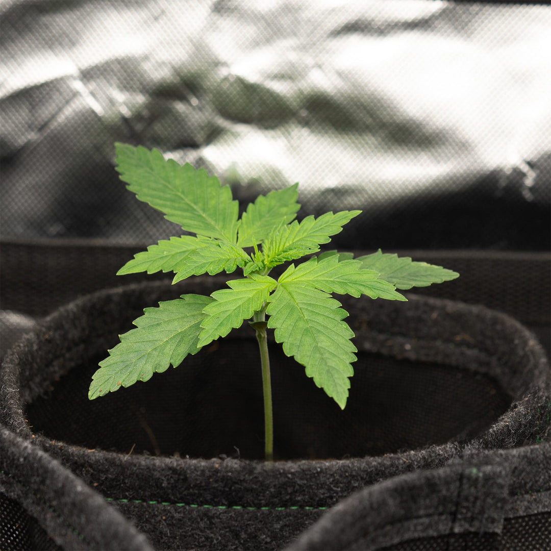 Easy - Growkit BudVoyage - komplettes Growset speziell für Automatics - perfekt für Anfänger! - HANS Brainfood