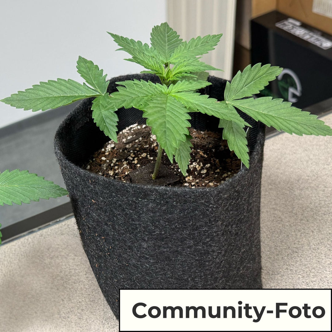 Easy - Growkit BudVoyage - komplettes Growset speziell für Automatics - perfekt für Anfänger! - HANS Brainfood