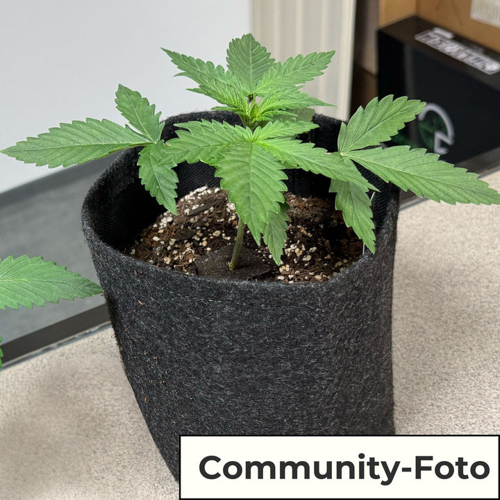 Easy - Growkit BudVoyage - komplettes Growset speziell für Automatics - perfekt für Anfänger! - HANS Brainfood