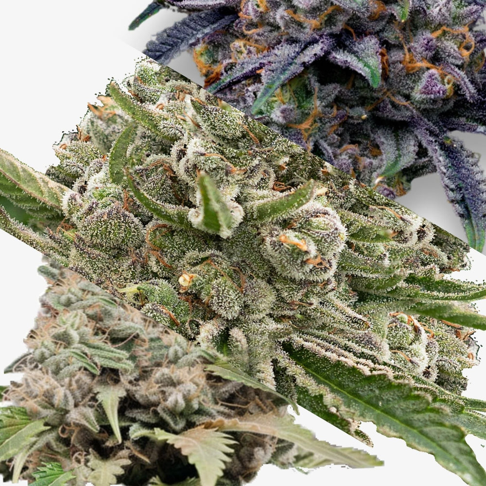 Hanfsamen Bestseller High THC Fem (3x3 Samen) - HANS Brainfood