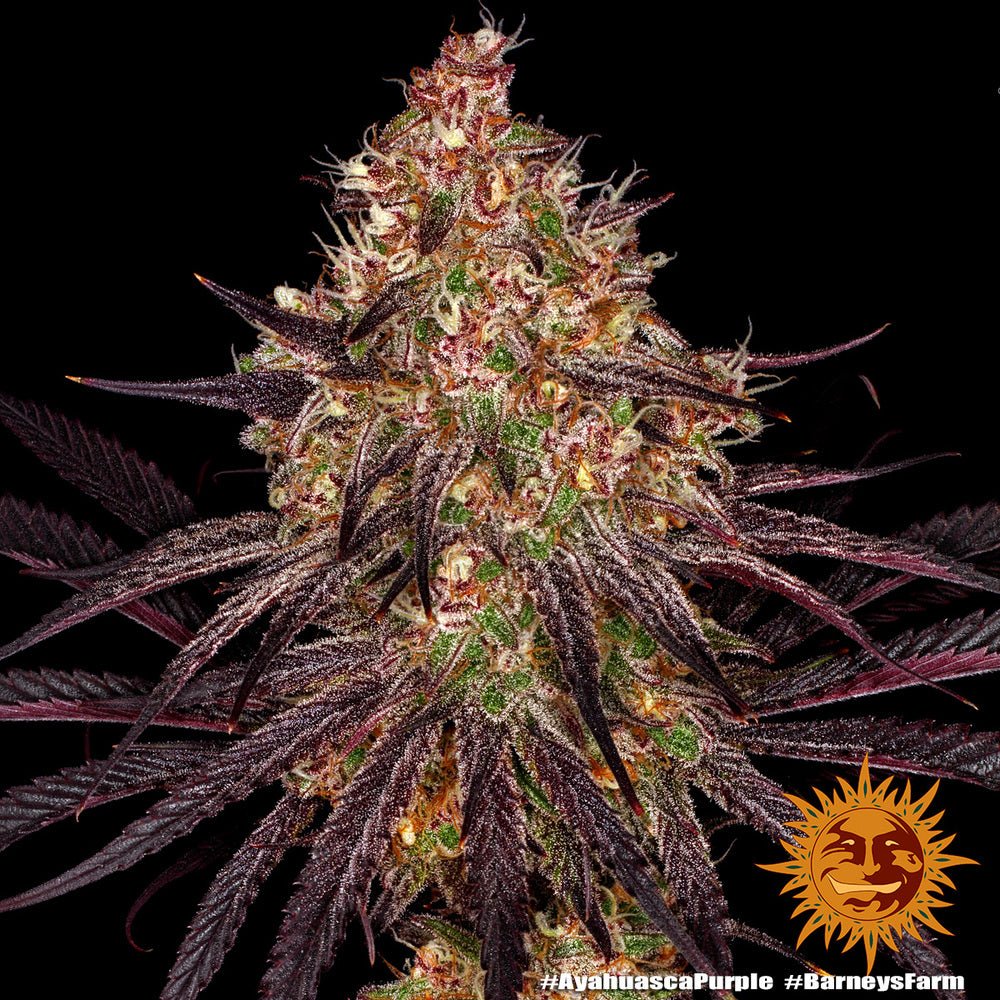 Hanfsamen BF Ayahuasca Purple Fem (Gesellig, Euphorisch, Relaxed) - HANS Brainfood
