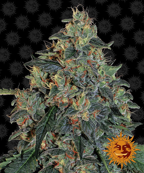 Blueberry OG kaufen | Barney's Farm