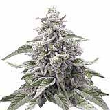 Hanfsamen BudVoyage Cap Junky Fem (entspannend, euphorisierend, Vanille) - HANS Brainfood