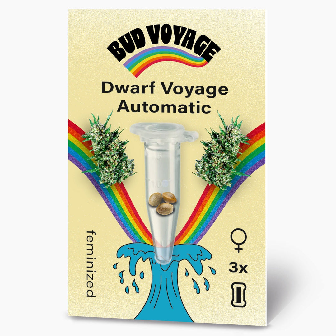 Hanfsamen BudVoyage Dwarf Auto (kreativ, motivierend, Anfänger) - HANS Brainfood