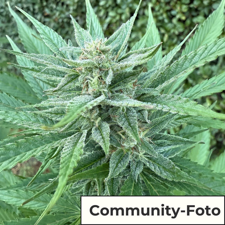 Hanfsamen BudVoyage Fat Bastard AUTO (Euphorisierend, intensiv, stoned) - HANS Brainfood