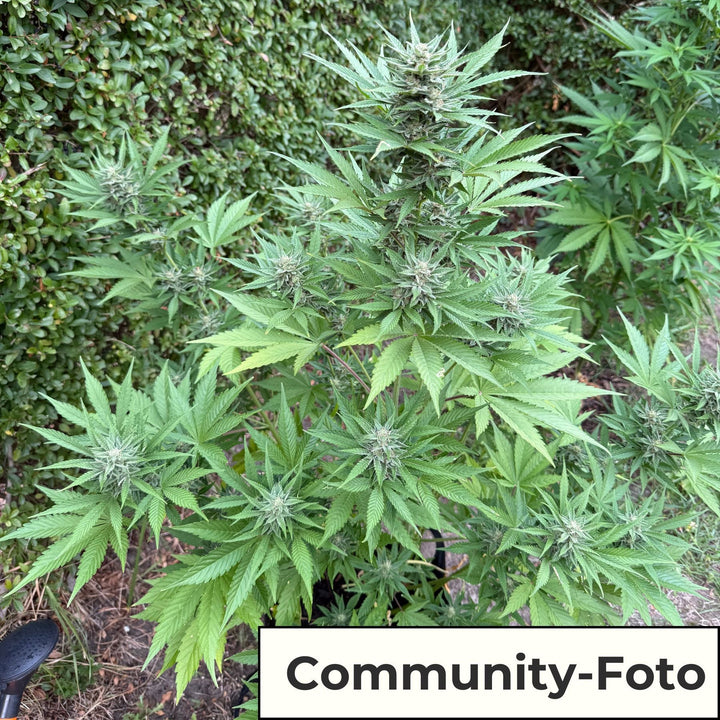 Hanfsamen BudVoyage Fat Bastard AUTO (Euphorisierend, intensiv, stoned) - HANS Brainfood