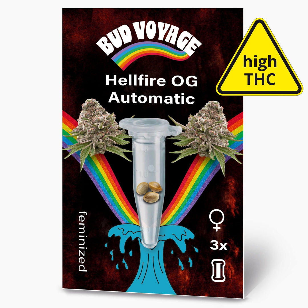 Hanfsamen BudVoyage Hellfire OG AUTO (Stresslindernd, glücklich, euphorisch, entspannend) - HANS Brainfood