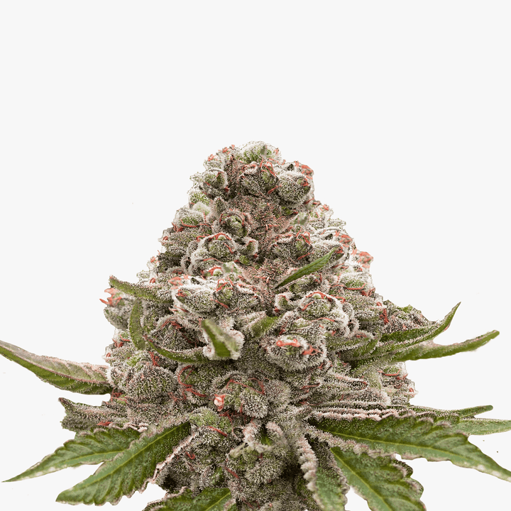 Hanfsamen BudVoyage Hellfire OG AUTO (Stresslindernd, glücklich, euphorisch, entspannend) - HANS Brainfood