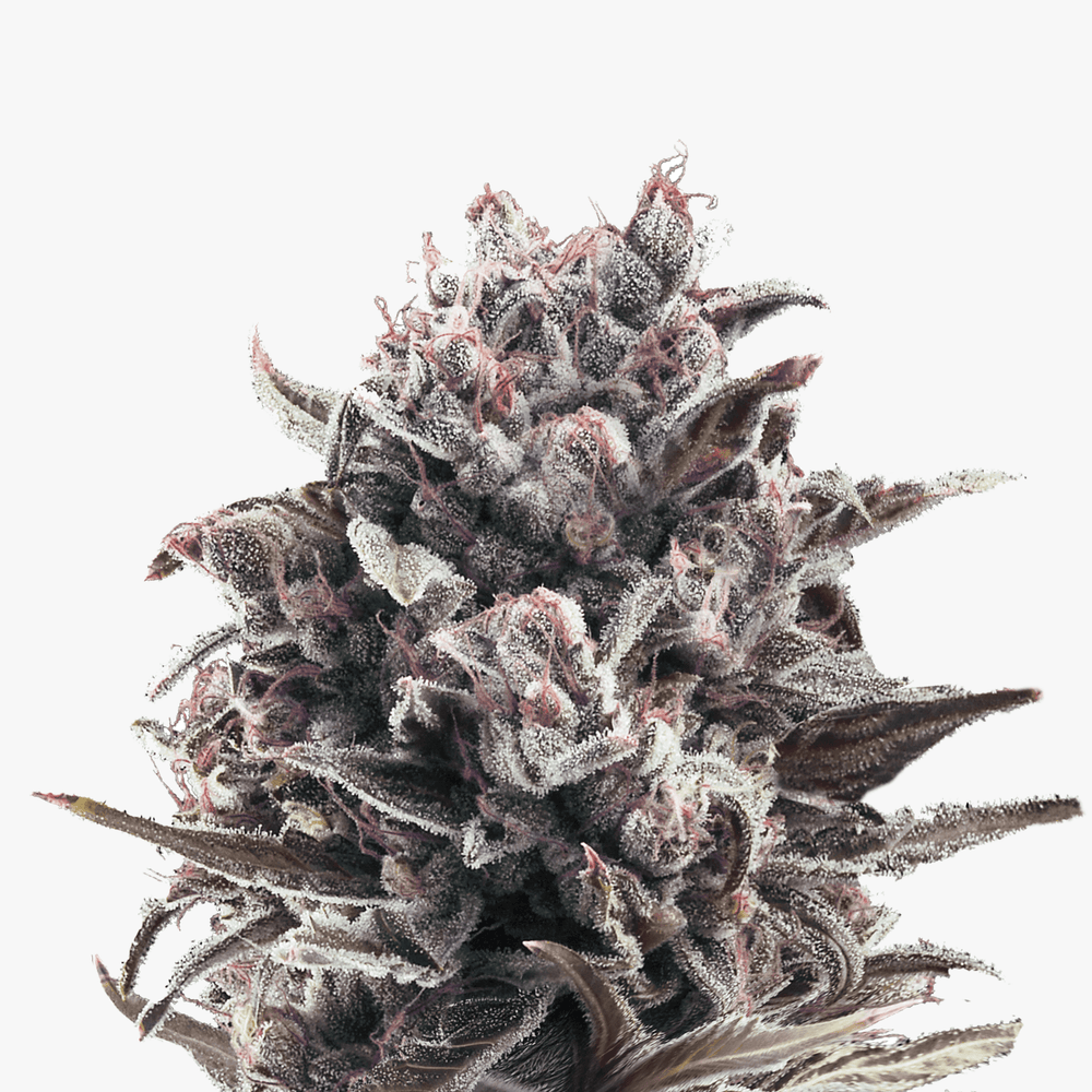 Hanfsamen BudVoyage Moonshine Cookies AUTO (Anregend, gesellig, gelassen) - HANS Brainfood