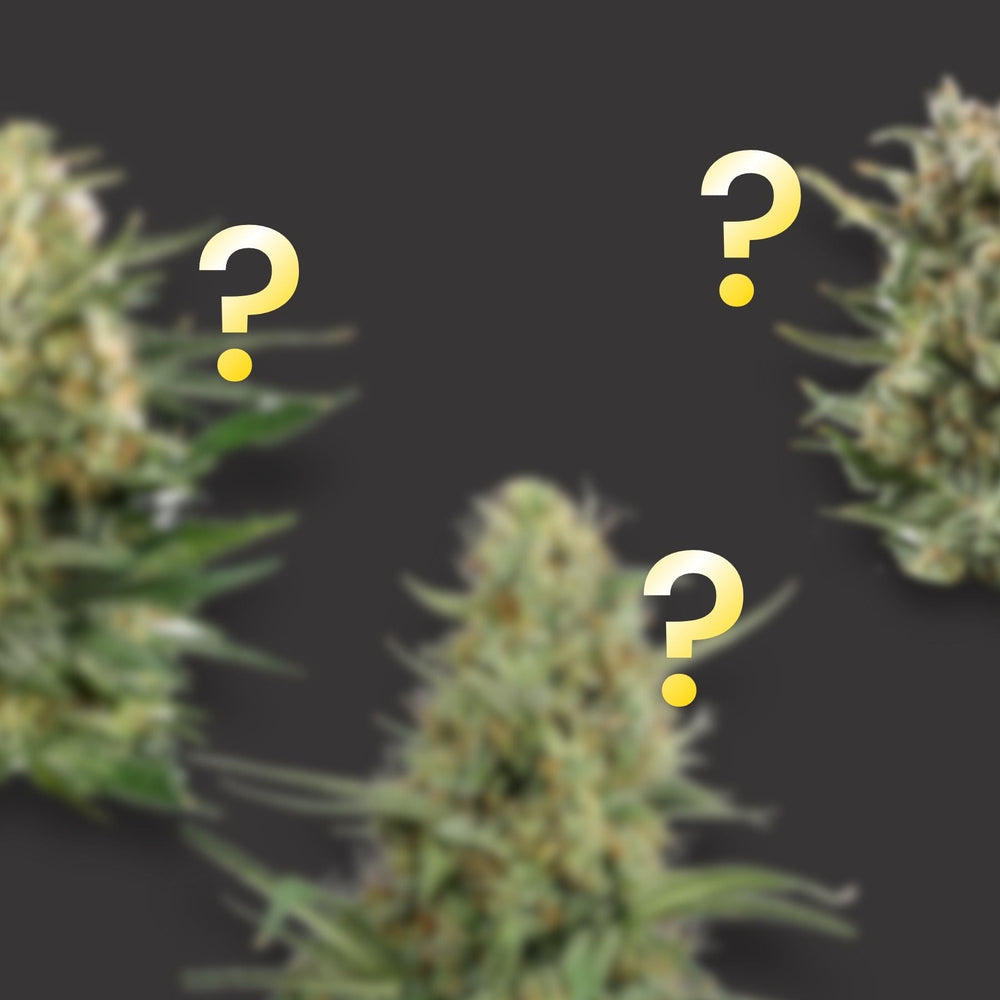 Hanfsamen BudVoyage Mystery Pack - Fem (3x3 Samen) - HANS Brainfood