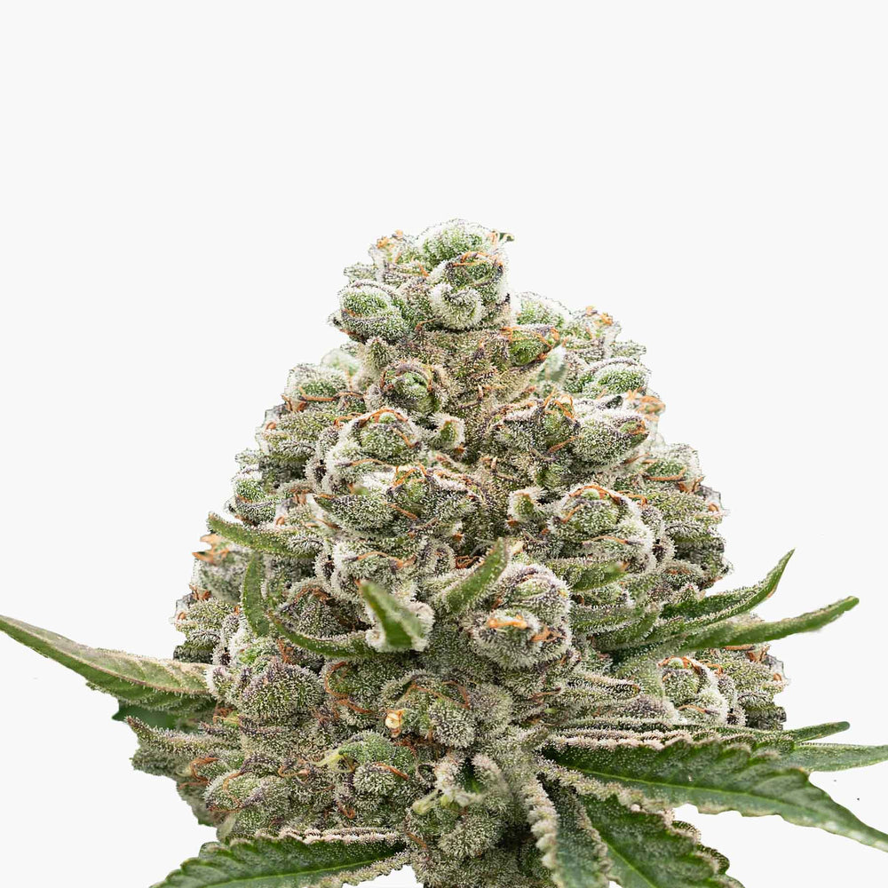 Hanfsamen BudVoyage Pineapple Fruz Fem (Unbeschwert, kichernd, Energie) - HANS Brainfood