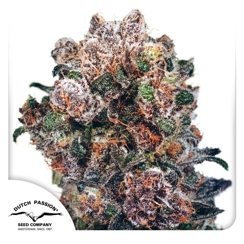 Hanfsamen DP Blueberry Fem (entspannend, euphorisch, fruchtig) - HANS Brainfood