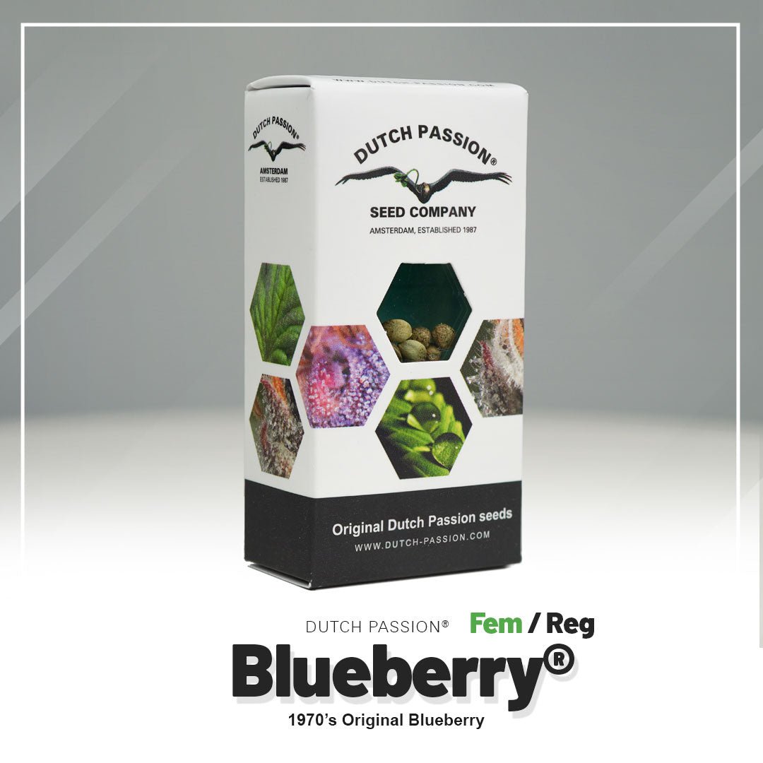 Hanfsamen DP Blueberry Fem (entspannend, euphorisch, fruchtig) - HANS Brainfood