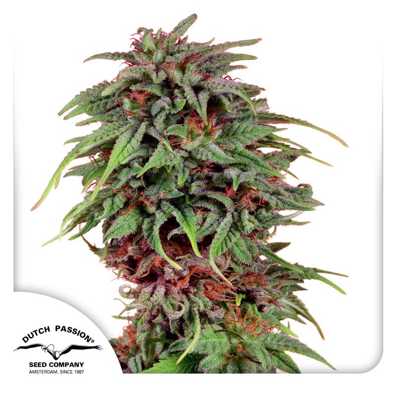 Hanfsamen DP Durban Poison Fem (energetisch, klar, fokussiert) - HANS Brainfood
