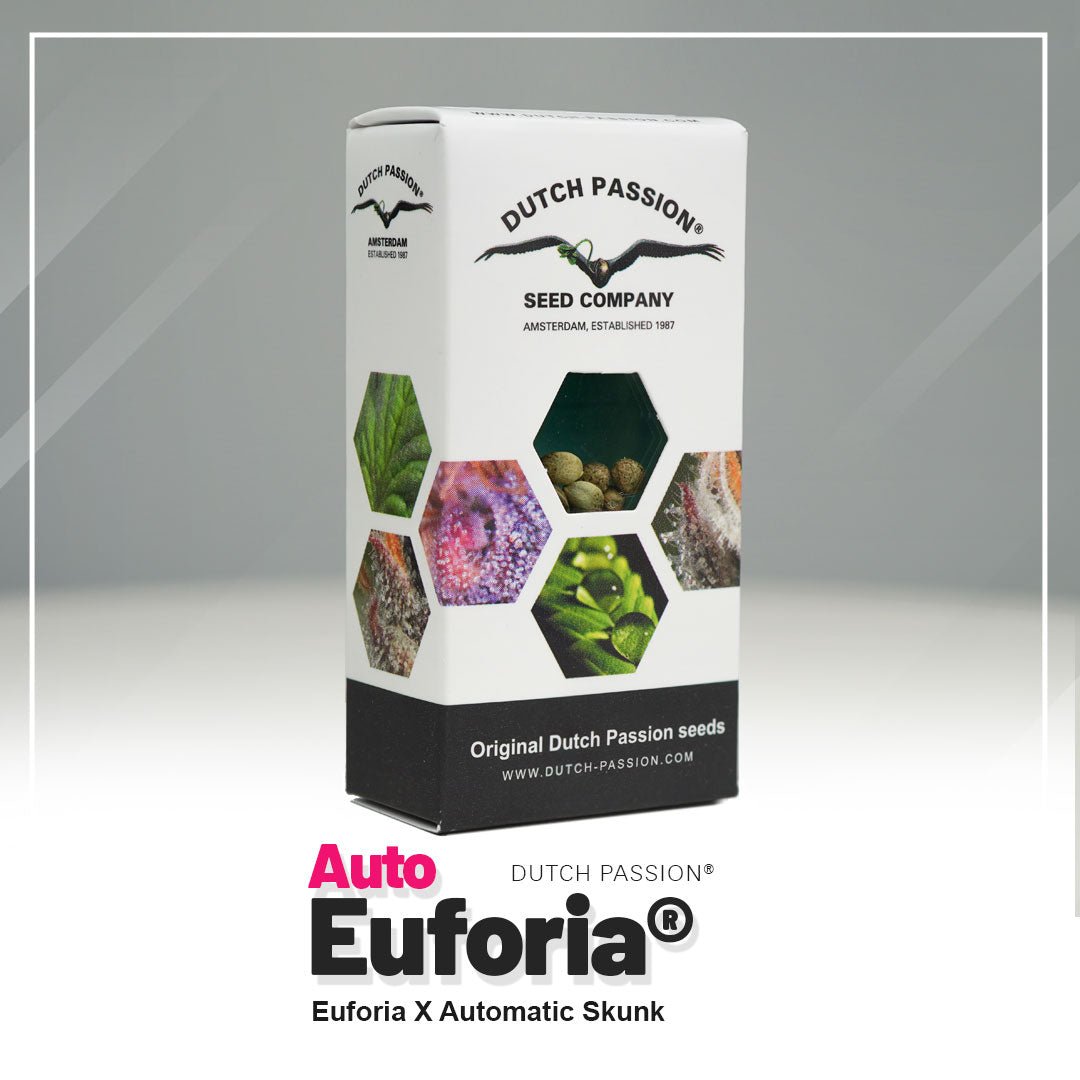 Hanfsamen DP Euforia Automatic (Allrounder für Anfänger, mediz. Sorte) - HANS Brainfood