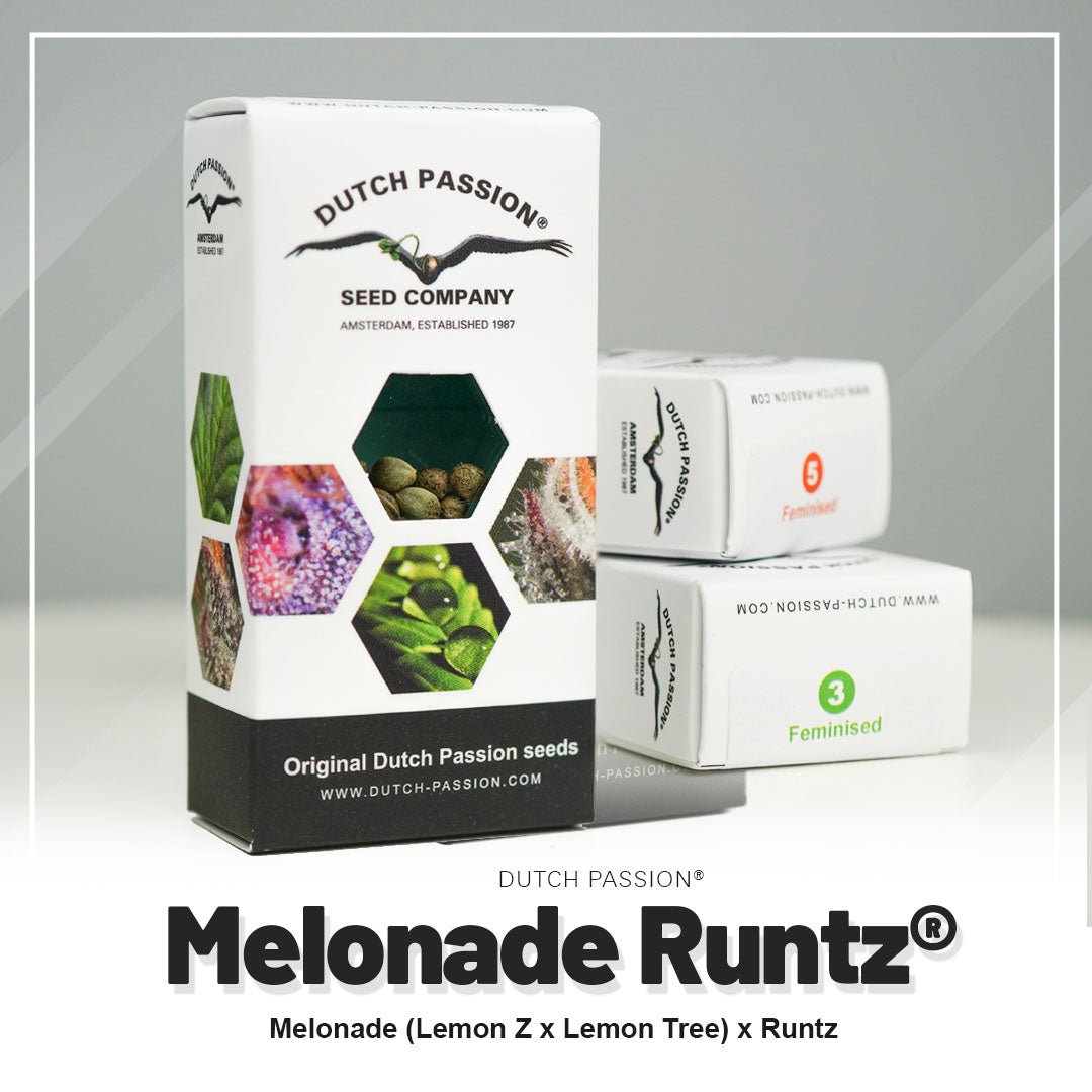 Hanfsamen DP Melonade Runtz Auto (euphorisch, entspannend, fruchtig) - HANS Brainfood