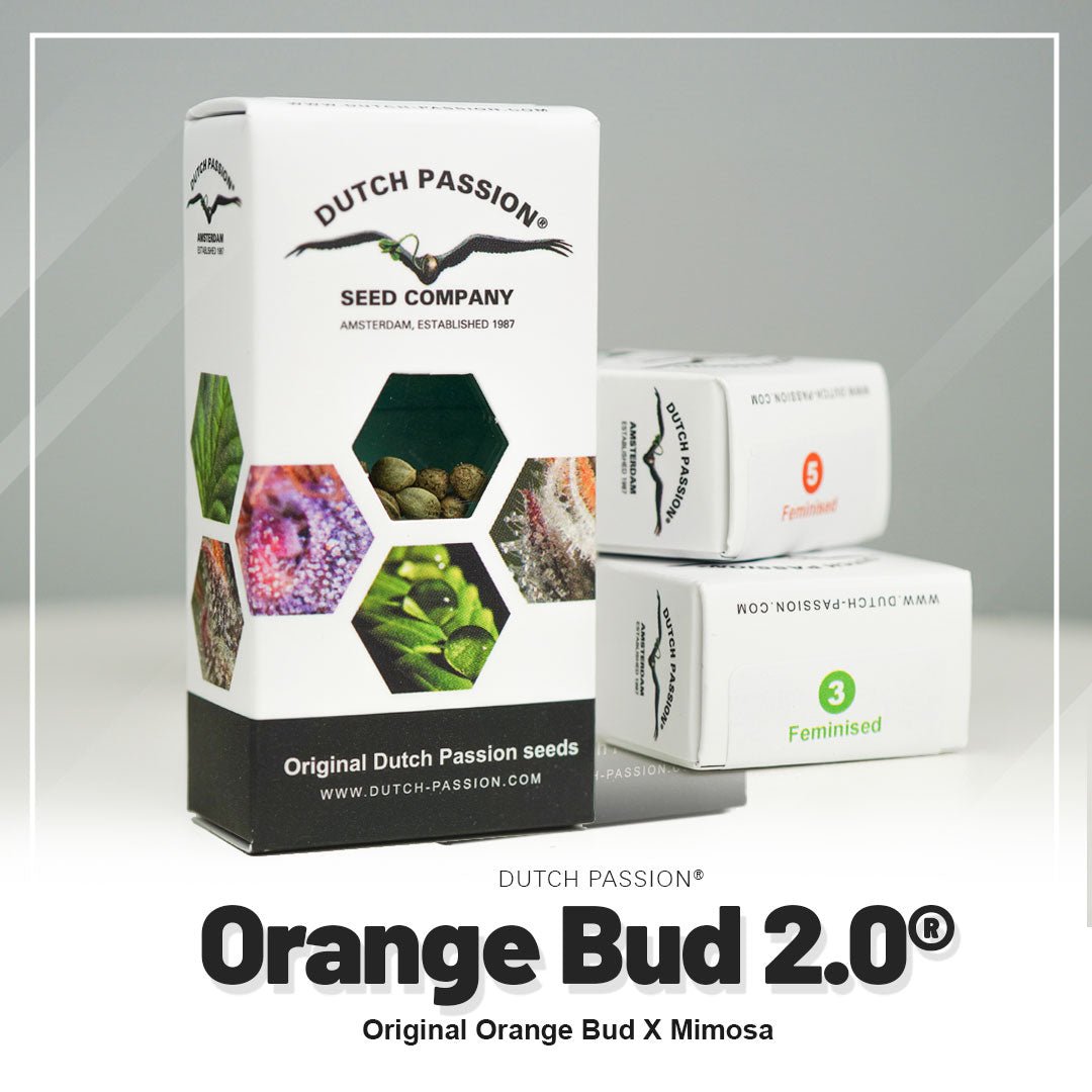 Hanfsamen DP Orange Bud 2.0 Fem (kreativ, fruchtig, entspannend) - HANS Brainfood