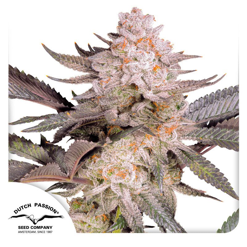 Hanfsamen DP Orange Bud 2.0 Fem (kreativ, fruchtig, entspannend) - HANS Brainfood