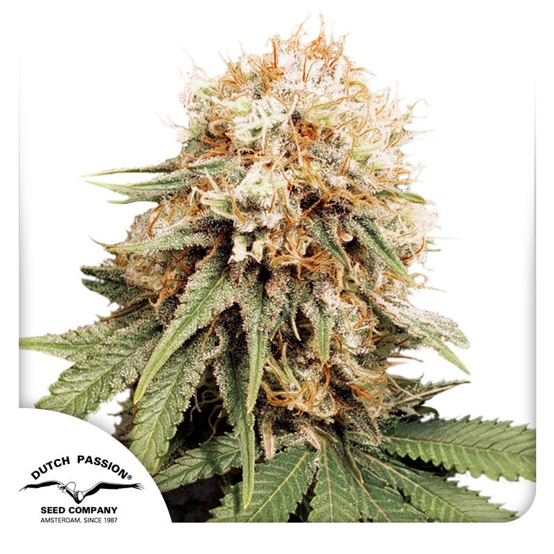 Hanfsamen DP White Widow Feminisiert (euphorisch, anhaltend) - Blitzversand - HANS Brainfood