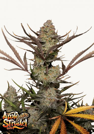 Hanfsamen FastBuds Apple Strudel Auto (süß, kreativ, entspannend) - HANS Brainfood