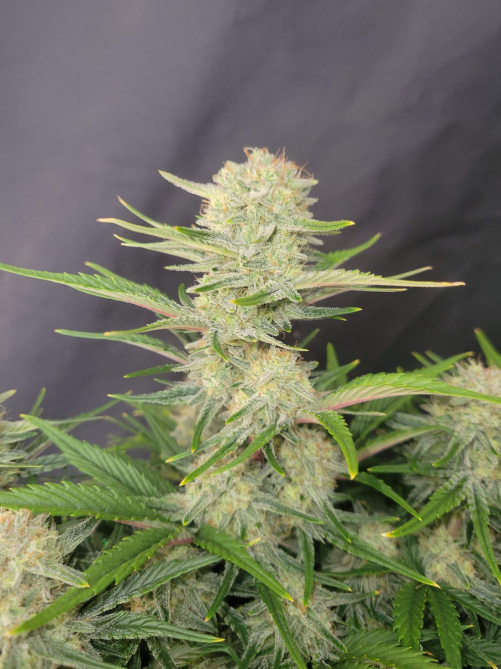 Hanfsamen FastBuds Apricot Auto (fruchtig, entspannend, stark) - HANS Brainfood