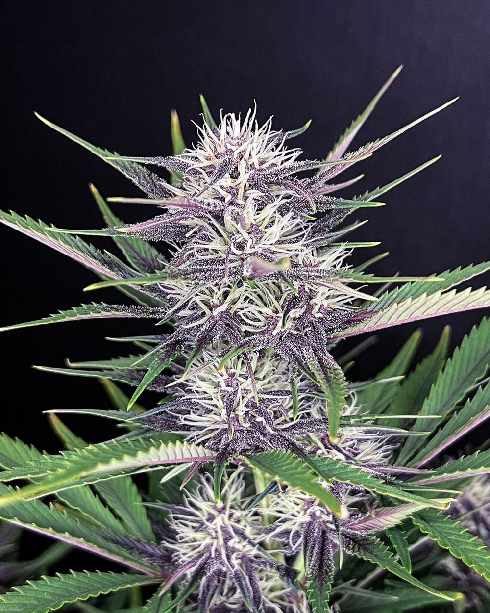 Hanfsamen FastBuds Banana Purple Punch Auto (fruchtig, entspannend, sedierend) - HANS Brainfood