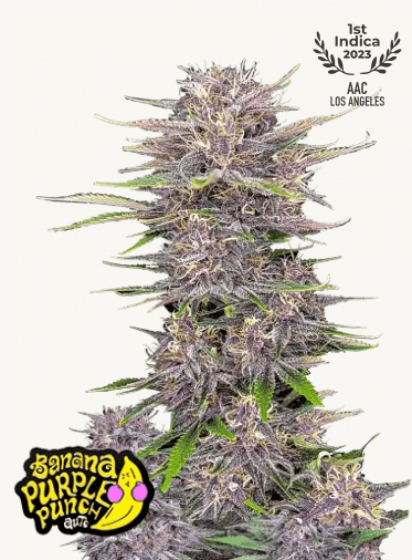 Hanfsamen FastBuds Banana Purple Punch Auto (fruchtig, entspannend, sedierend) - HANS Brainfood