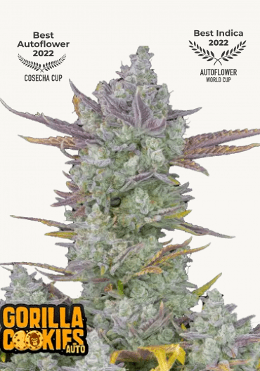 Hanfsamen FastBuds Gorilla Cookies Auto (süß, entspannt, ausgewogen) - HANS Brainfood
