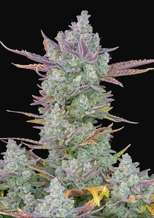 Hanfsamen FastBuds Gorilla Cookies Auto (süß, entspannt, ausgewogen) - HANS Brainfood
