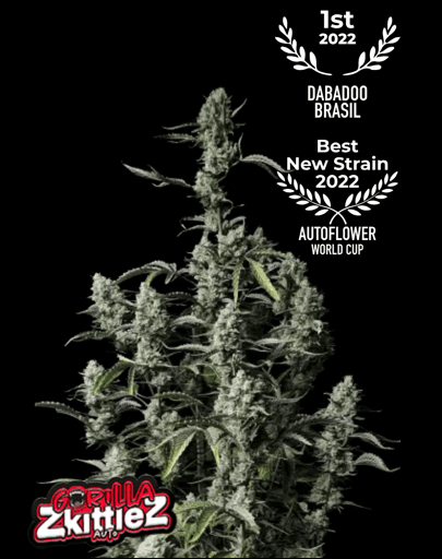Hanfsamen FastBuds Gorilla Zkittlez Auto (fruchtig, entspannend, würzig) - HANS Brainfood