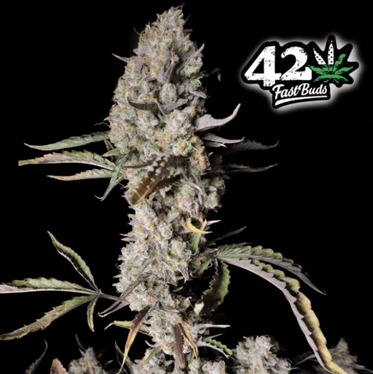 Hanfsamen FastBuds Gorilla Zkittlez Auto (fruchtig, entspannend, würzig) - HANS Brainfood